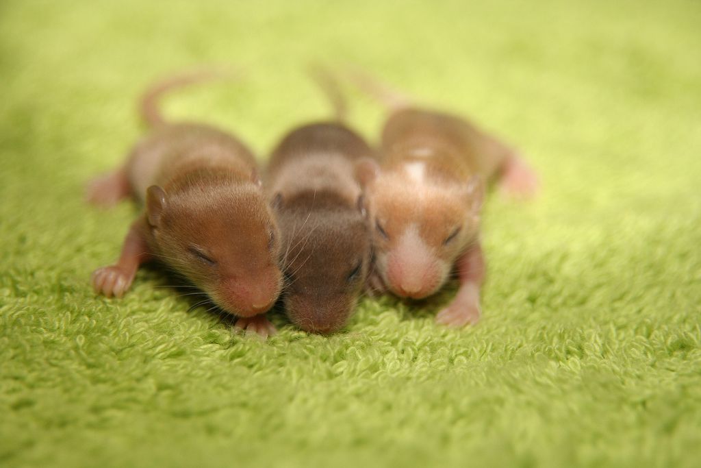 Experimento chinês faz ratos machos gerarem filhotes (Imagem: Reprodução/Auenleben/Pixabay )
