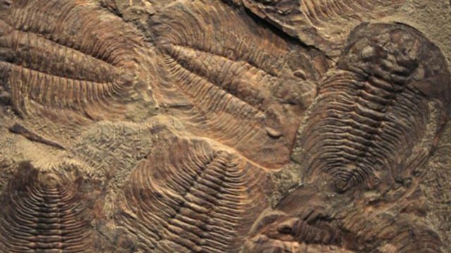 Criança encontra fóssil de 475 milhões de anos em um lago