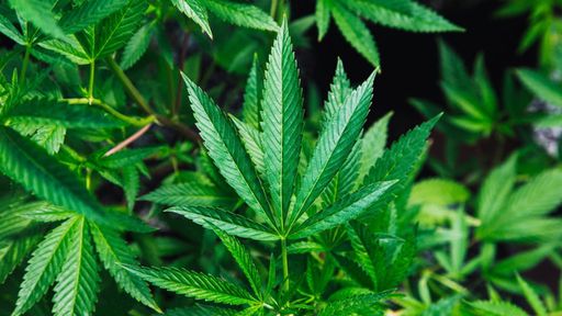 Anvisa expõe dados de 1.900 pessoas que usam óleo de cannabis