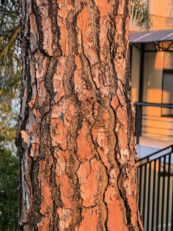 Huawei Pura 80 Ultra - modo macro