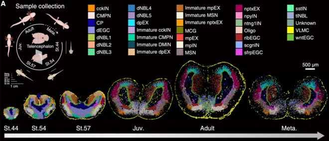 Cientistas mapeiam como o axolote regenera as células do cérebro (Imagem: Reprodução/BGI Genomics)