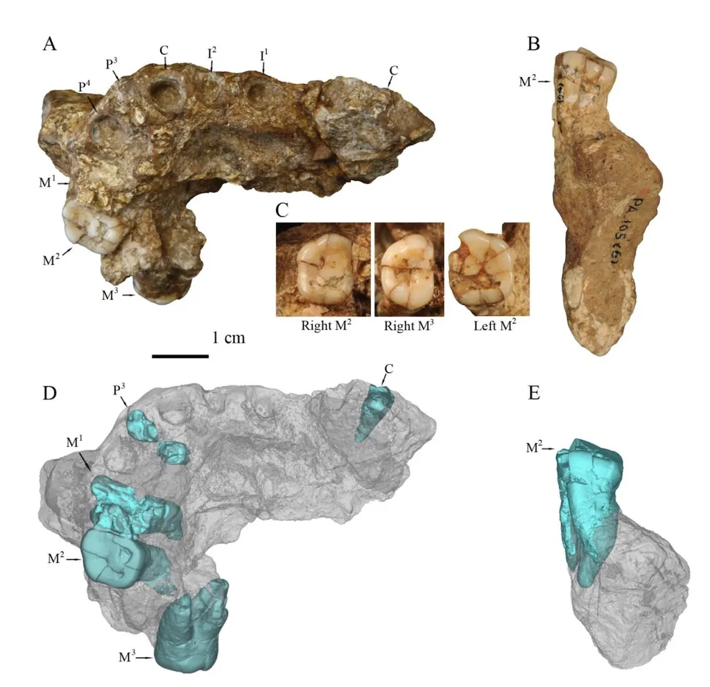Maxilar e dente do H. erectus que foi, provavelmente, um dos primeiros humanos a viver na China (Imagem: Pan et al./Journal of Human Evolution)