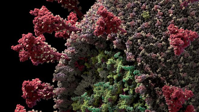 Detalhes do novo coronavírus em modelo 3D (Imagem: reprodução/ Visual Science)
