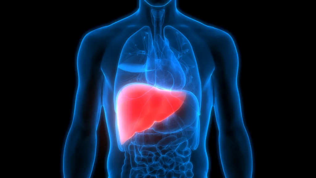 A hepatite é uma inflamação do fígado, causada tanto por vírus quanto exposição a substâncias como o álcool (Imagem: Harvard Medical School/Reprodução))
