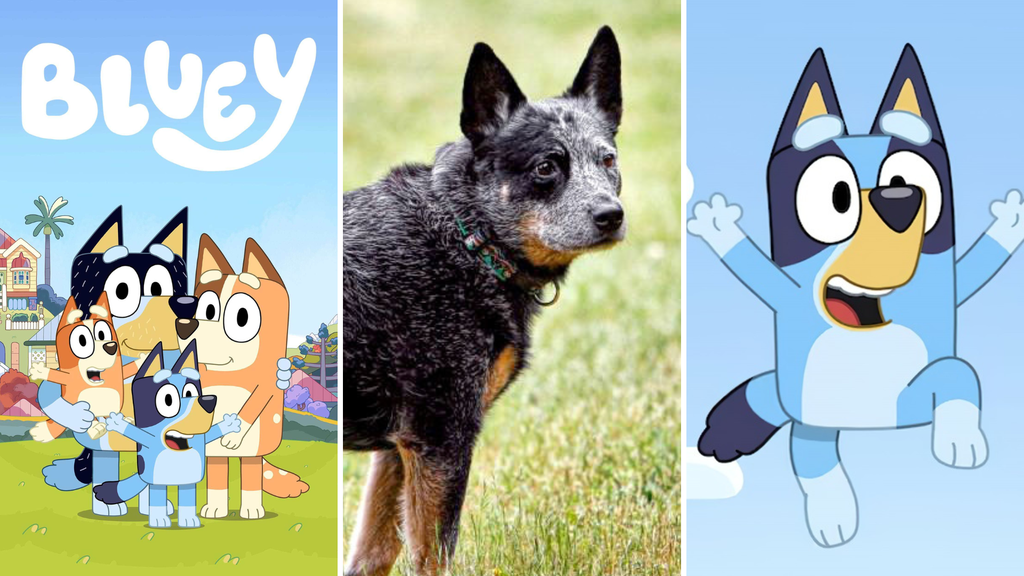 Boiadeiro australiano | Conheça a raça dos cachorros do desenho animado ...