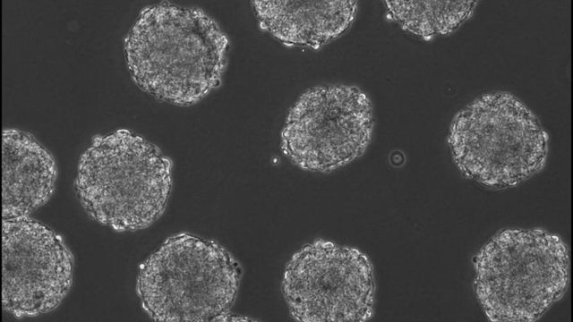 Vida sintética | Equipe cria embriões humanos vivos em massa