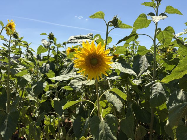 iPhone Air - Câmera traseira