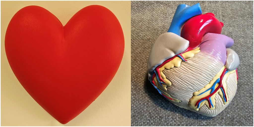 Símbolo universal do coração não se parece anatomicamente com o órgão humano (Imagem: Fragasso et al., 2024/JVisComm)