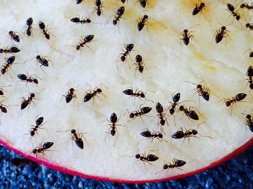 Formigas vomitam umas nas outras, trocando proteínas e nutrientes (Imagem: twenty20photos/envato)