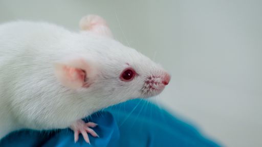 Por que fazem estudos sobre alzheimer em ratos se eles não podem ter a doença?