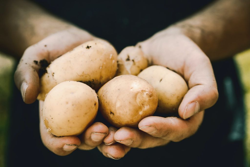 Cientistas da Universidade de Chicago (EUA) usam gene humano em batatas para aumentar safra (Imagem: Jeshoots/Unsplash)