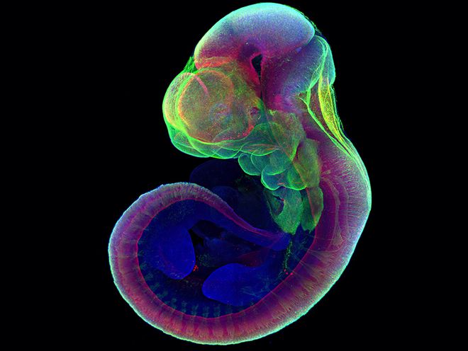 Desenvolvimento embrionário normal de um camundongo (Imagem: Jacob Hanna/Weizmann Institute of Science)