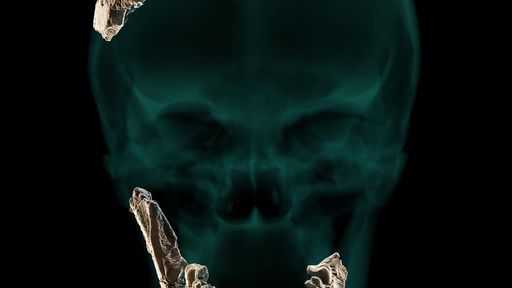 Arqueólogos encontram em Israel ancestral dos humanos nunca antes conhecido