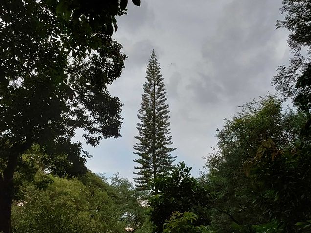 Foto tirada com o zoom 2x do Galaxy Tab S7 FE