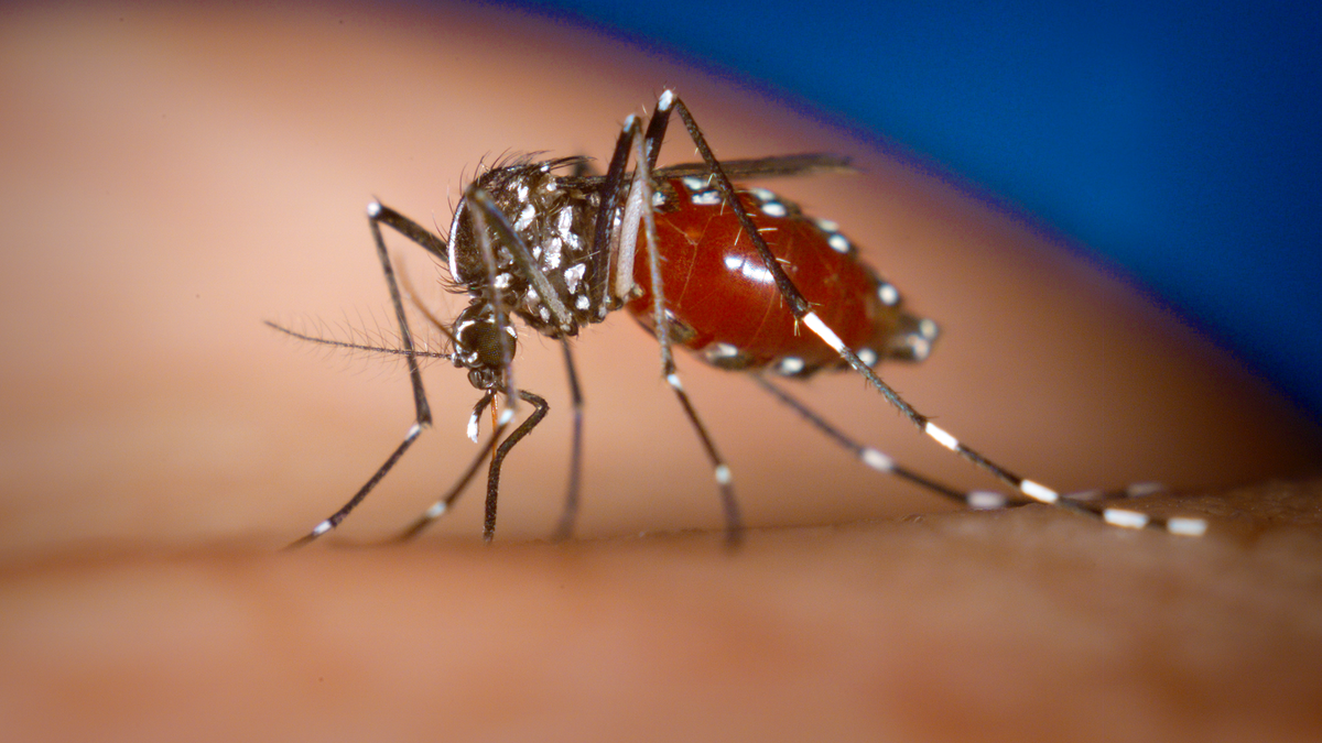 Brasil enfrenta alta de casos de dengue após ano com recorde histórico