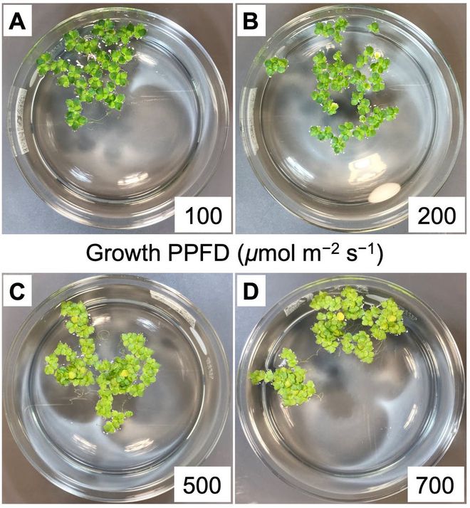 Na imagem superior esquerda, a lentilha foi cultivada sob luzes de baixa intensidade. Na imagem superior direita, a planta foi cultivada sob luzes de alta intensidade (Imagem: Dr. Jared J. Stewart, CC BY-ND)