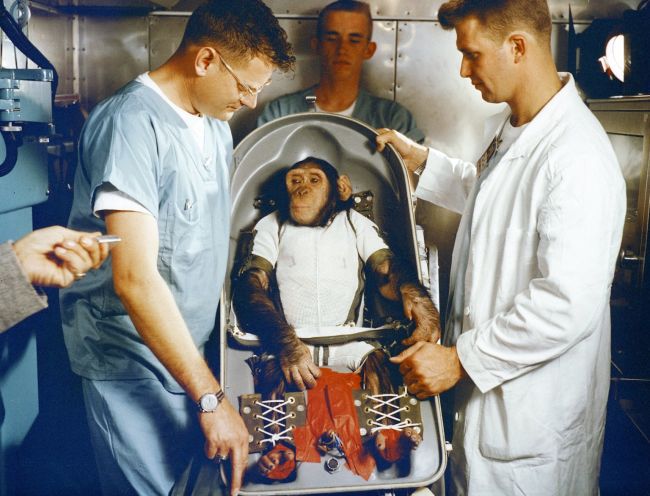 O chimpanzé Ham, que sobreviveu (Foto: NASA/Marshall Space Flight Center)