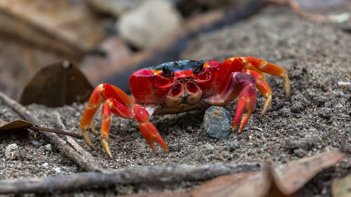 Caranguejo-vermelho surpreende cientistas ao resistir às mudanças climáticas