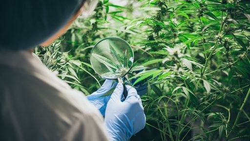 PL 399/15 | Tudo o que sabemos sobre o uso da cannabis medicinal