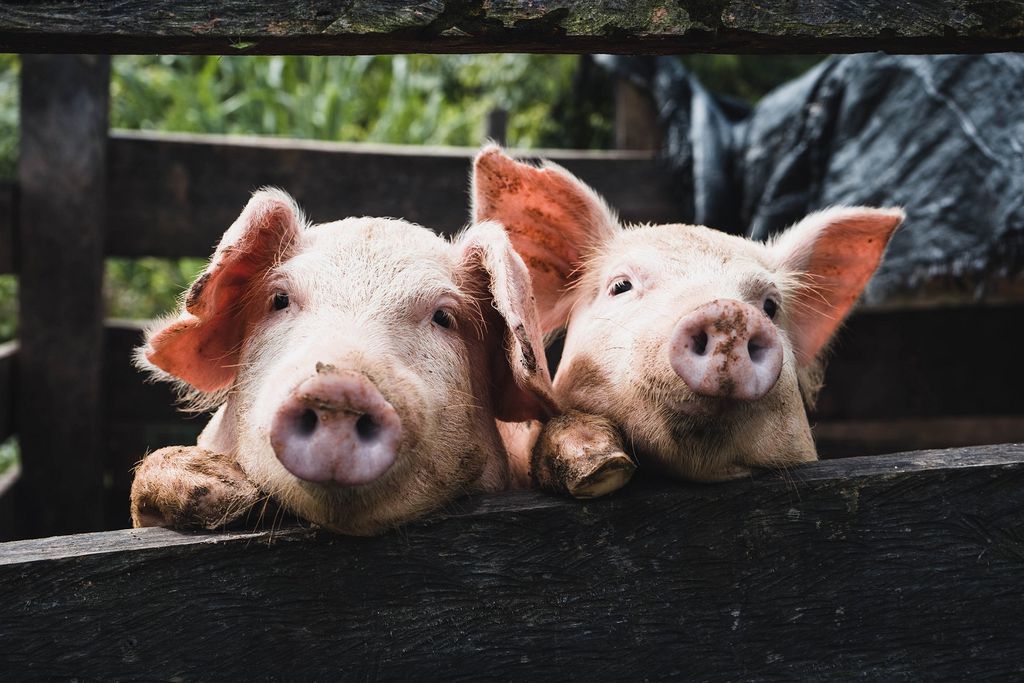 EUA aprovam primeira linhagem de porcos editados geneticamente para consumo (Imagem: Kenneth Schipper Vera/ Unsplash)