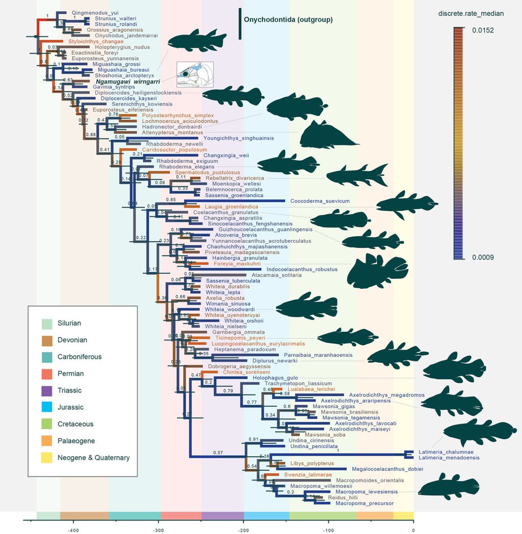 As espécies conhecidas de celacanto e sua anatomia e período em que viveram — na direita, as poucas espécies vivas atualmente (Clement et al./Nature Communications)