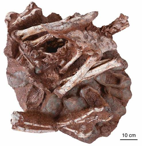 Fóssil de dinossauro é encontrado na China chocando ovos com embriões formados