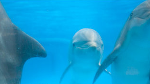 Nova descoberta sugere que golfinhos se comunicam por palavras e até frases