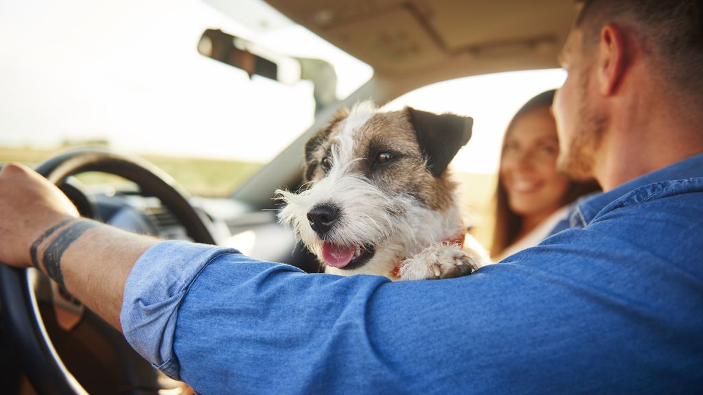 Dirigir com o animal de estimação no carro ou à esquerda é infração média (Imagem: Gpoint Studiio/Freepik/CC)