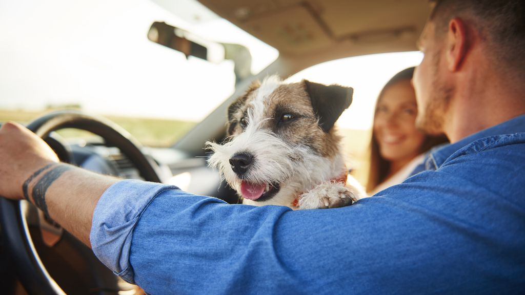 Dirigir com o animal de estimação no carro ou à esquerda é infração média (Imagem: Gpoint Studiio/Freepik/CC)