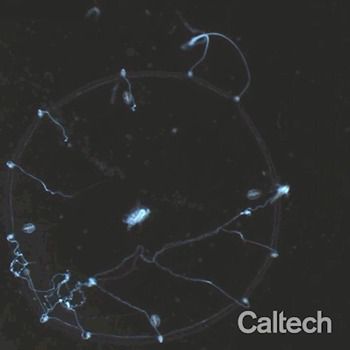 Os tentáculos da água-viva organizados são divididos em fatias, igual a uma pizza (Foto: Weissbourd)