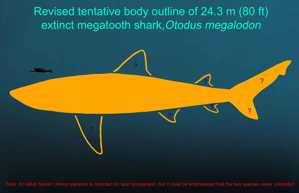 A estimativa de tamanho do megalodon, segundo o estudo, o coloca com até 24,3 metros nos maiores espécimes já encontrados (Imagem: Shimada et al./DePaul University)