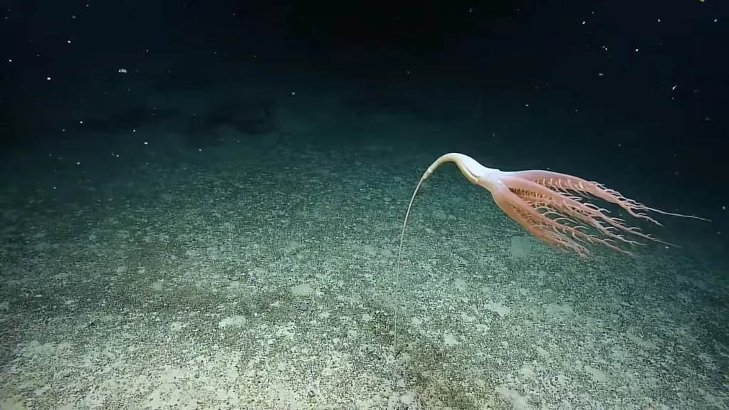 A pluma-do-mar encontrada parece uma flor com tentáculos do fundo do mar (Imagem: OET, NOAA & Oregon State University/Thurber)