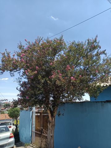 Foto da câmera principal do Realme 7 5G