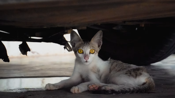 Como é o "olho mágico" da BYD que promete evitar acidentes com pets e crianças