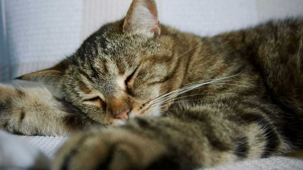 Maioria dos gatos prefere deitar para dormir do lado esquerdo; entenda o motivo