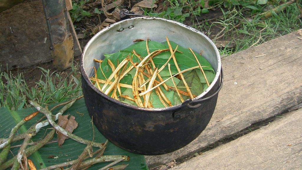 A ayahuasca é usada em rituais religiosos no Brasil e em comunidades indígenas da América (Imagem: Reprodução/Wikimedia Commons)