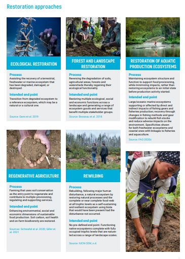 O relatório, além de diagnosticar os principais desafios, propõe uma série de ações de restauração em ambientes terrestres e aquáticos (Imagem: Reprodução/ONU)