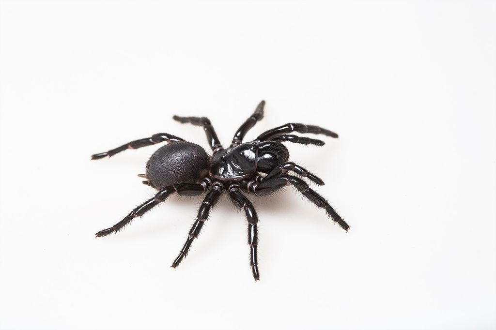 Veneno da aranha mais perigosa do mundo pode ajudar a salvar corações de humanos
