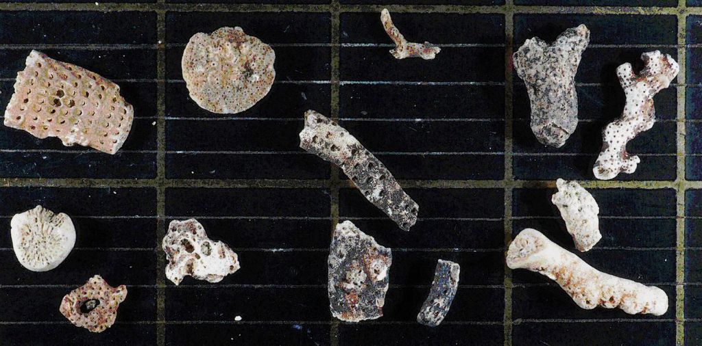 Fragmentos fósseis de briozoários coletados do fundo do mar pela equipe (Imagem: Reprodução/David Barnes)