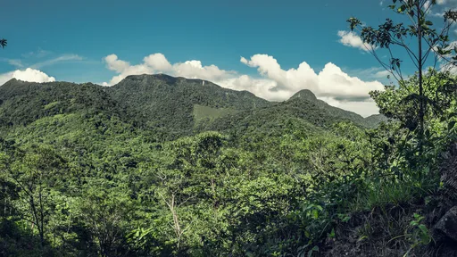 Indígenas usam sistema de alerta precoce para combater desmatamento na Amazônia