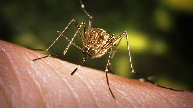 Garoto ameaça mosquito em postagem no Twitter e é banido do microblog