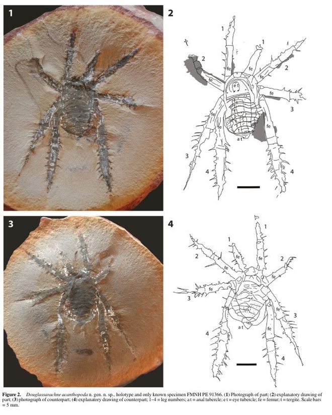 Cientistas descobrem misteriosa aranha com pernas espinhosas (Imagem: Selden et al., 2024/Journal of Paleontology)