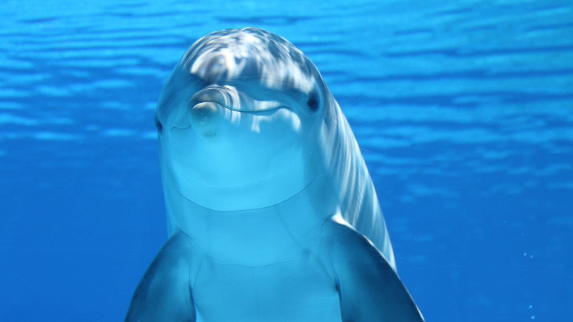 Dolphins can detect electric fields
