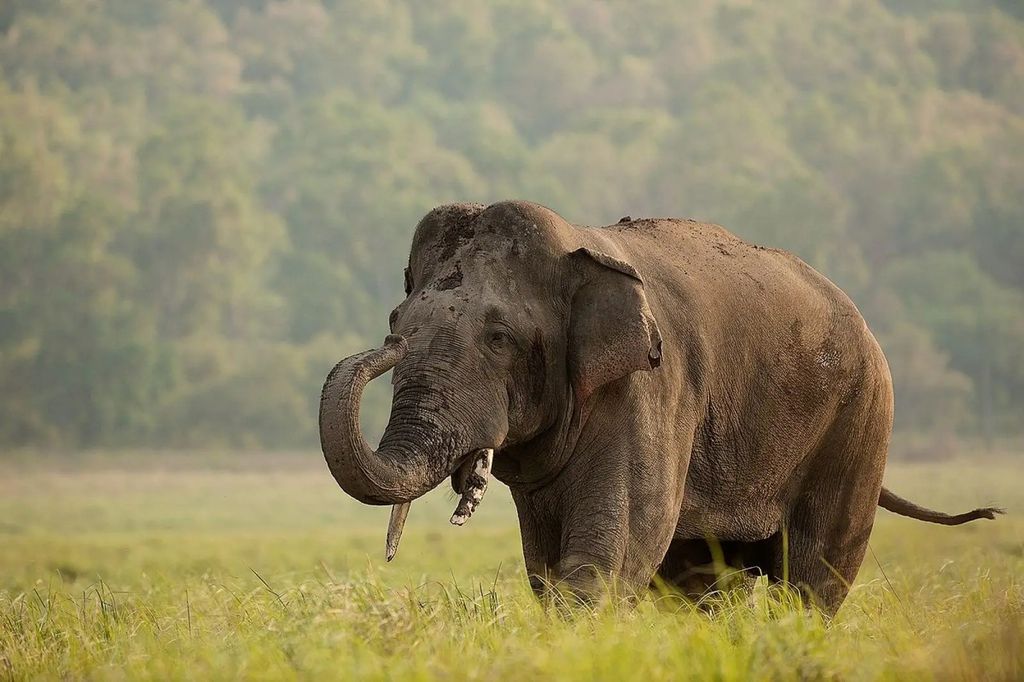 O elefante-asiático é o parente vivo mais próximo dos mamutes, e pode ser chave para a ressureição da espécie milenar (Imagem: Rohit Varma/CC-BY-S.A)