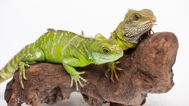Skip Brown/Smithsonian's National Zoo