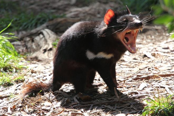 A fama de demônios vem do alto e horripilante som produzido pelos diabos-da-tasmânia, levando exploradores a crer que a criatura seria maligna antes de ver sua aparência com os próprios olhos (Imagem: Chen Wu/CC-BY-S.A-2.0)