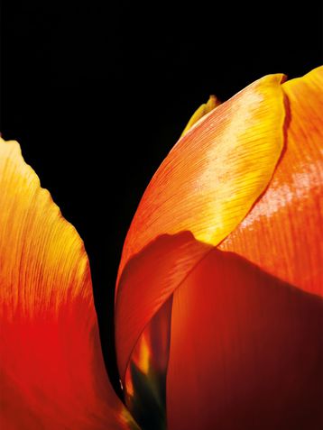 "The Final Bloom" por Hojisan (China)