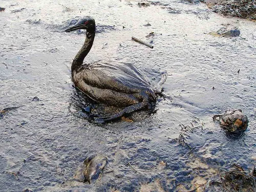 Pássaro coberto por petróleo como resultado de uma maré negra (Imagem: marinephotoban/CC BY 2.0)