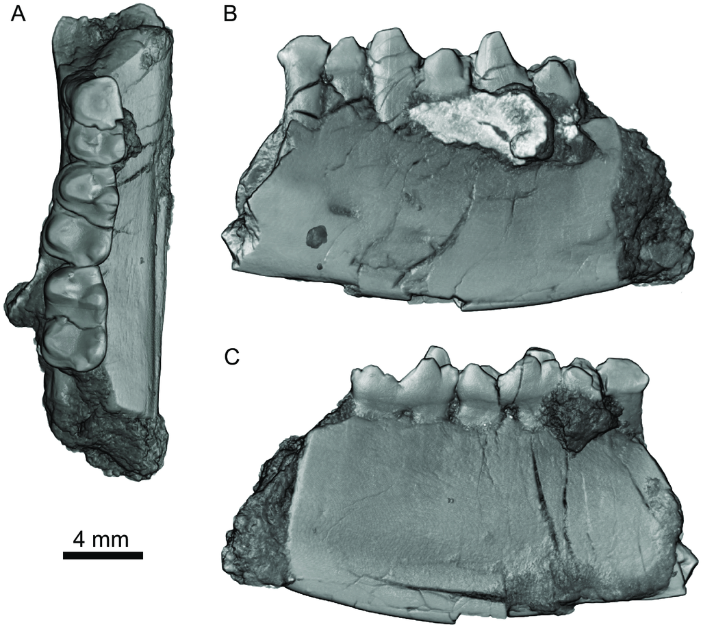 Mandíbula da espécie nova de metatério encontrada nos Estados Unidos, um de seus únicos restos (Imagem: Eberle et al./PLOS One)