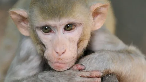 Vacina experimental contra vírus da zika apresenta sucesso em macacos